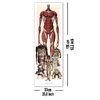 Attack on Titan Türposter