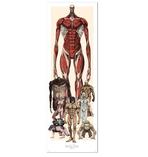 Attack on Titan Türposter