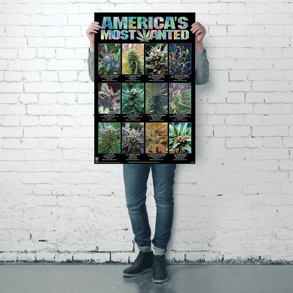 America's Most Wanted Poster