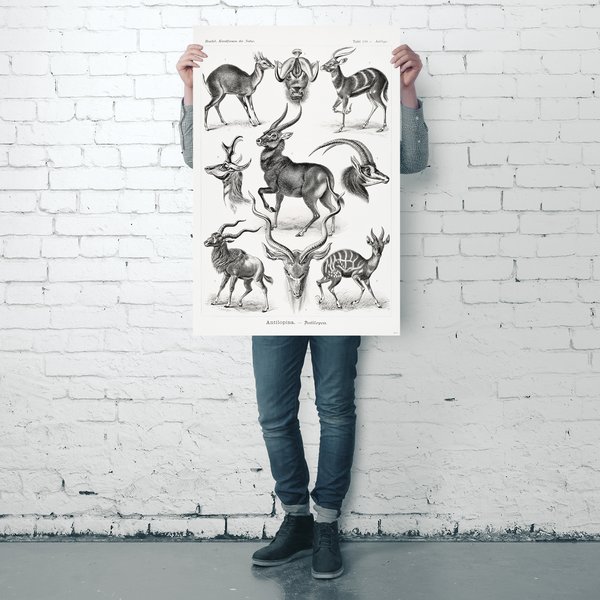 Antilopen Poster Ernst Haeckel