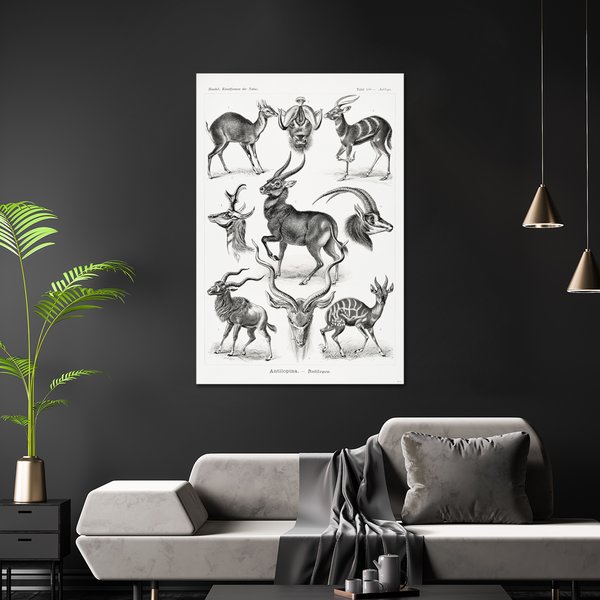Antilopen Poster Ernst Haeckel