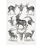 Antilopen Poster Ernst Haeckel