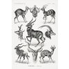 Antilopen Poster Ernst Haeckel