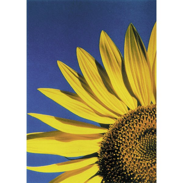 Big Sunflower
