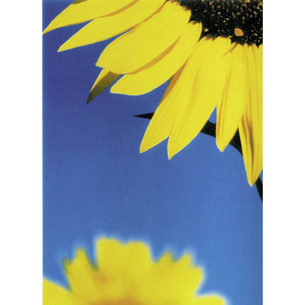 Big Sunflower