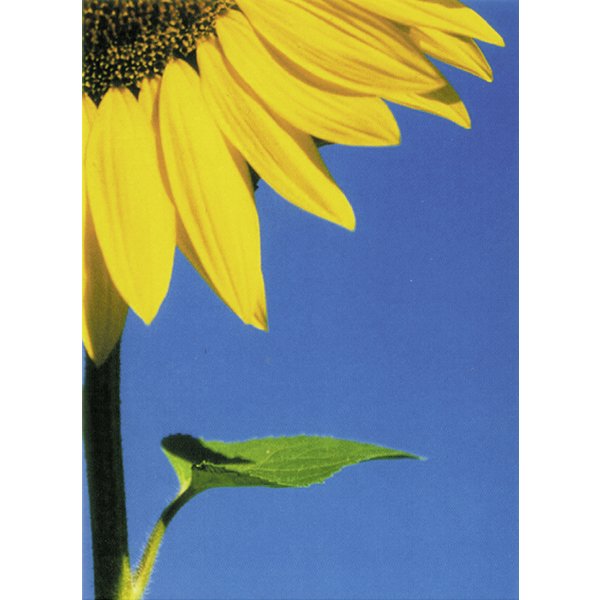 Big Sunflower