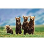 Bear Cubs Poster