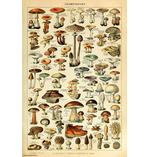 Champignons Poster