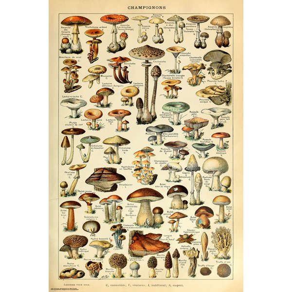 Champignons Poster
