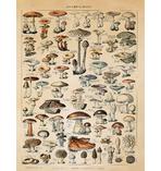 Champignons Kunstdruck