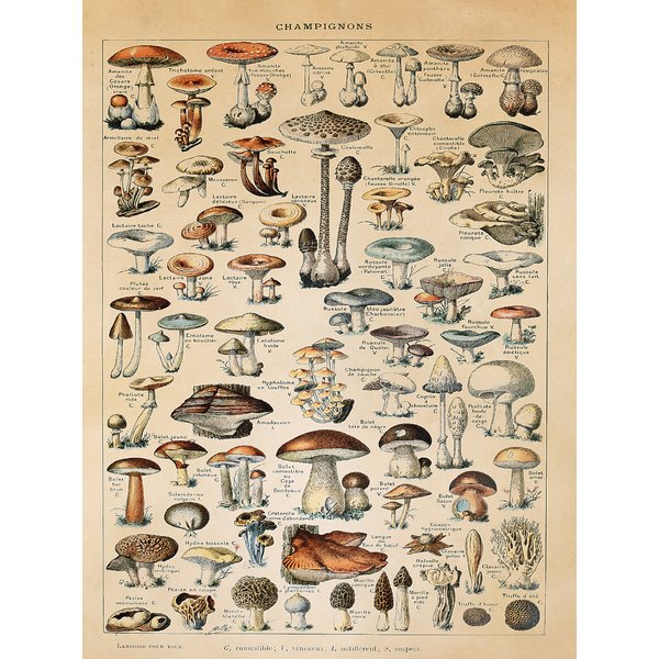 Champignons Kunstdruck