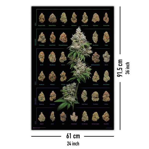 Cannabis Poster Dank Nugs