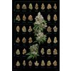 Cannabis Poster Dank Nugs