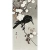 Crow And Cherry Blossom