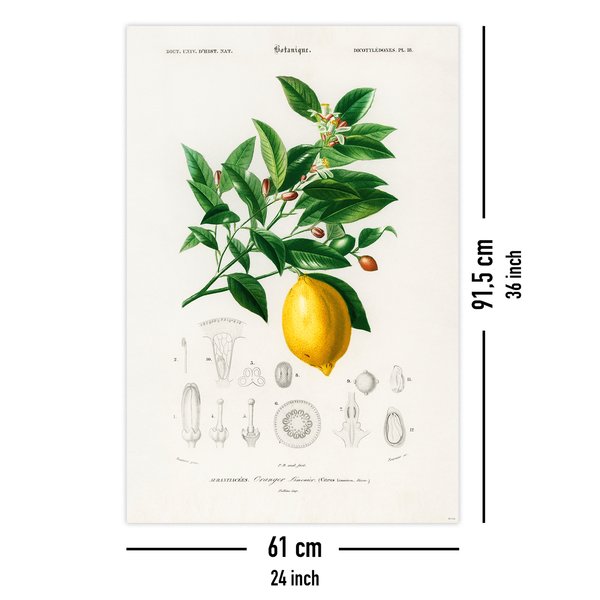 Citrus Limonium Poster