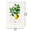 Citrus Limonium Poster