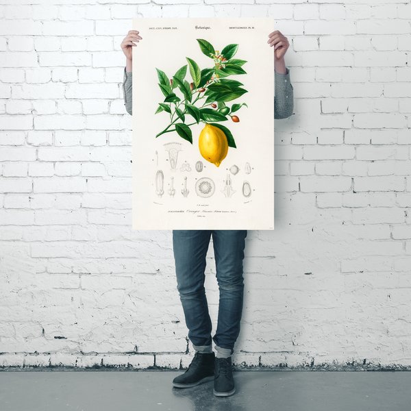 Citrus Limonium Poster