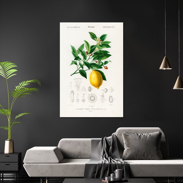 Citrus Limonium Poster
