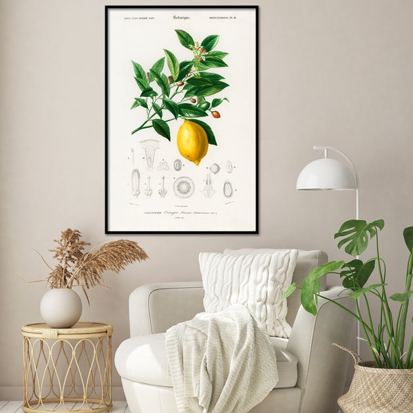 Citrus Limonium Poster