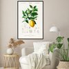 Citrus Limonium Poster