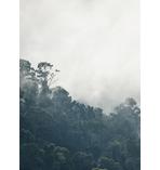 Dschungel Druck Regenwald