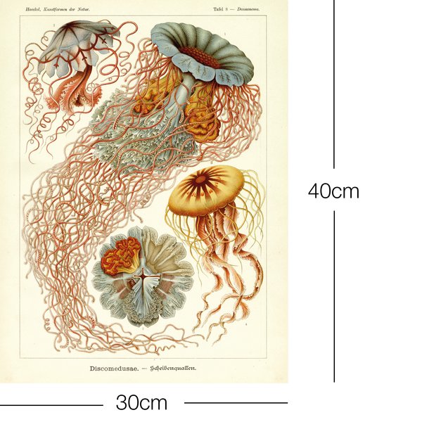 Ernst Haeckel Kunstdruck