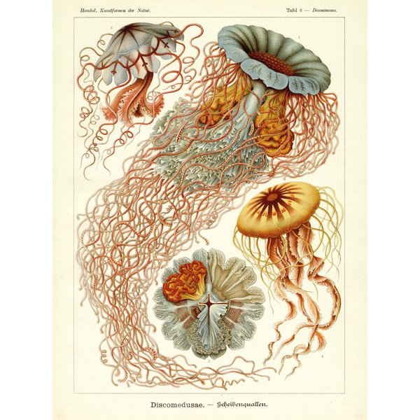 Ernst Haeckel Kunstdruck