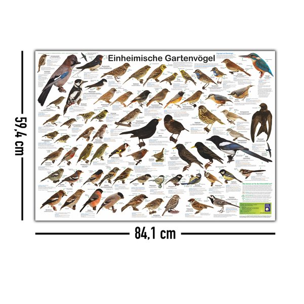 Einheimische Gartenv&ouml;gel