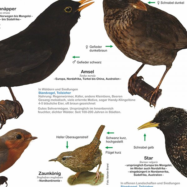 Einheimische Gartenv&ouml;gel