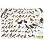 Einheimische Gartenvögel