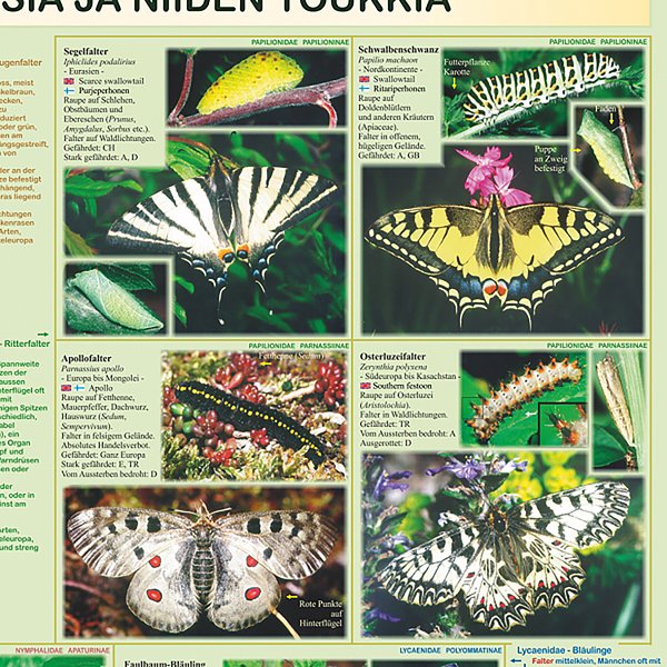 Europ&auml;ische Tagfalter und ihre