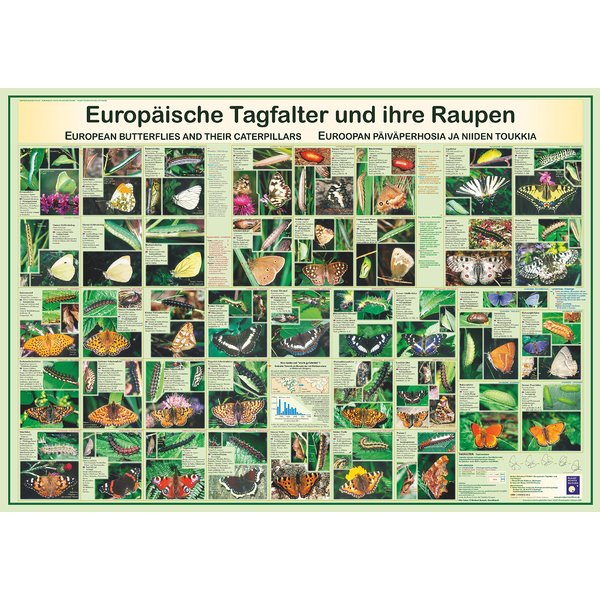 Europäische Tagfalter und ihre