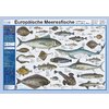 Europ&auml;ische Meeresfische