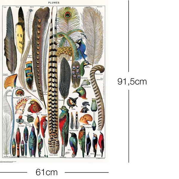 Federn Poster Plumes