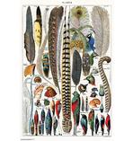 Federn Poster Plumes