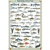 Freshwater Fish Kunstdruck