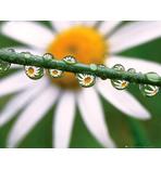 G&auml;nsebl&uuml;mchen mit Tau