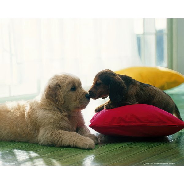 Hundewelpen Kuss