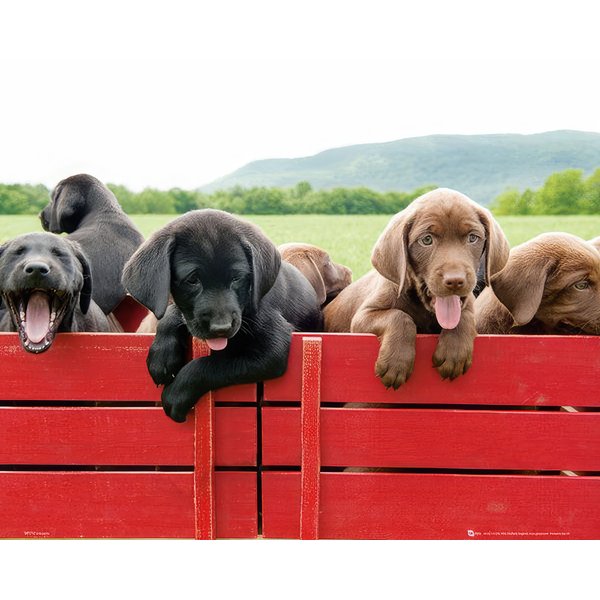 Hundewelpen auf rotem Wagen
