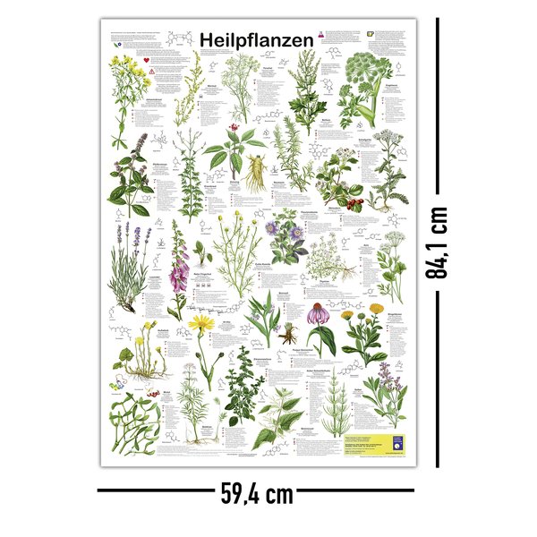 Heilpflanzen Poster