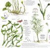 Heilpflanzen Poster