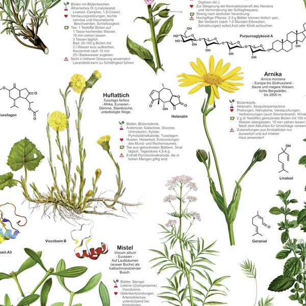 Heilpflanzen Poster