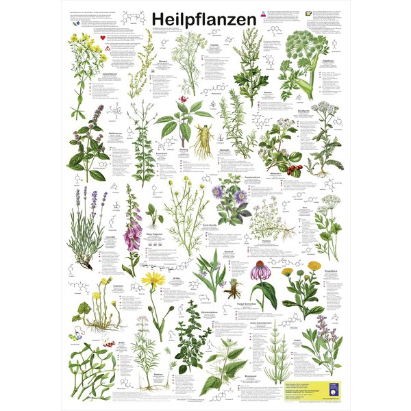 Heilpflanzen Poster