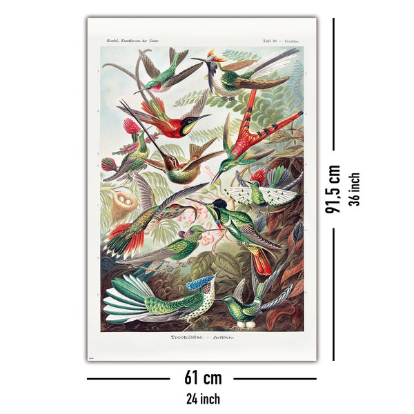Kolibris Poster Ernst Haeckel