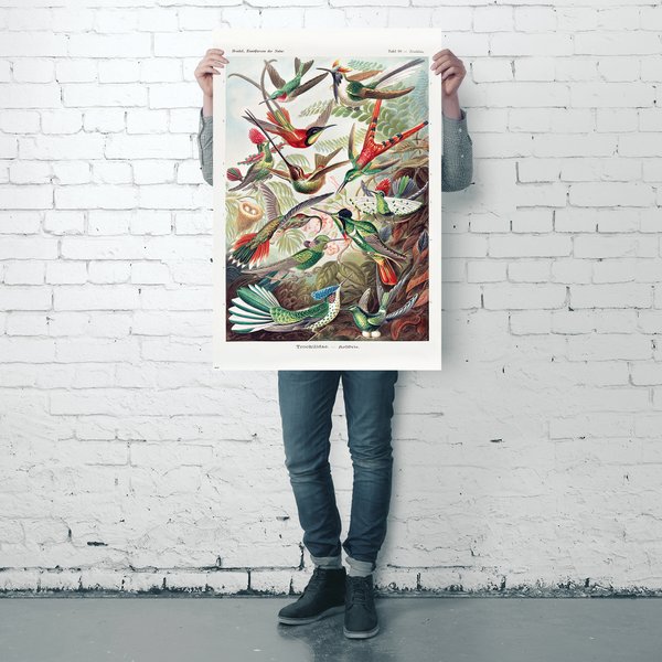 Kolibris Poster Ernst Haeckel