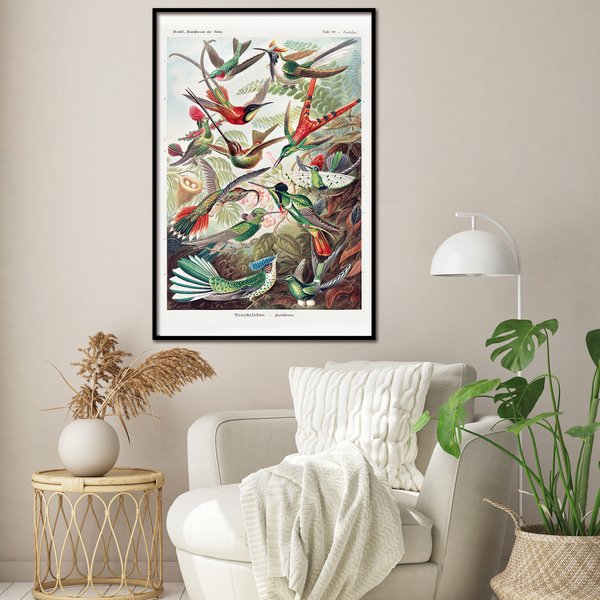 Kolibris Poster Ernst Haeckel