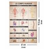 Le Corps humain Poster
