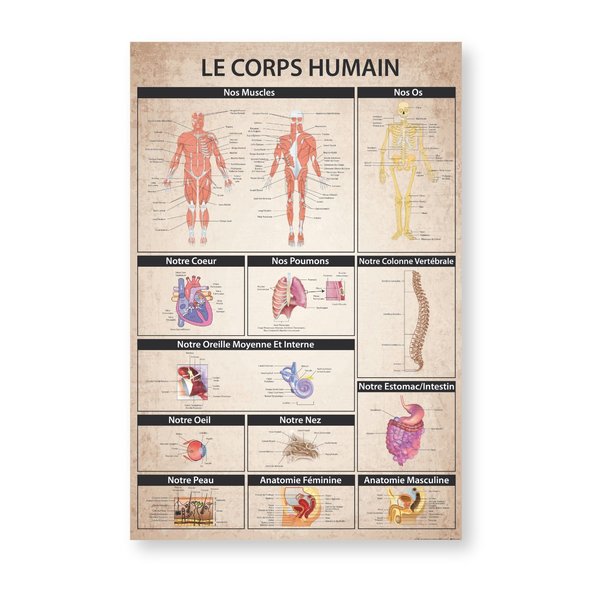 Le Corps humain Poster