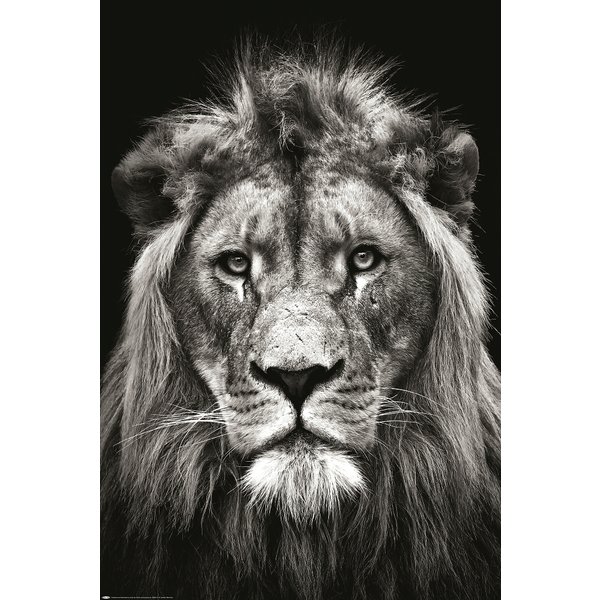Löwe Poster Black & White