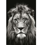 Löwe Poster Black & White